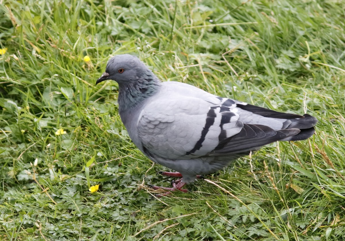 Rock Pigeon (Wild type) - ML611494110