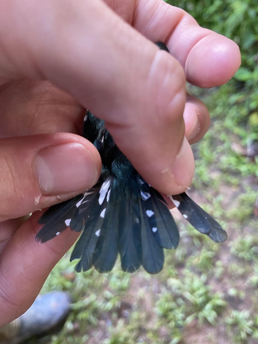 American Pygmy Kingfisher - ML611494120