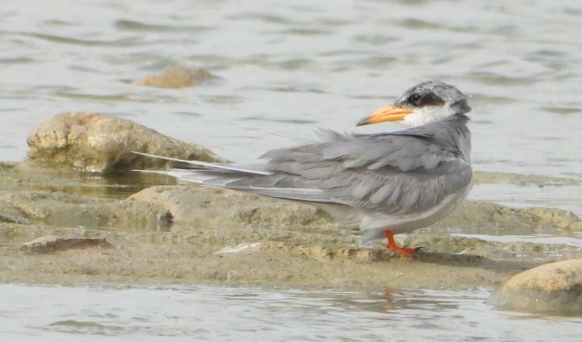 River Tern - ML611494195