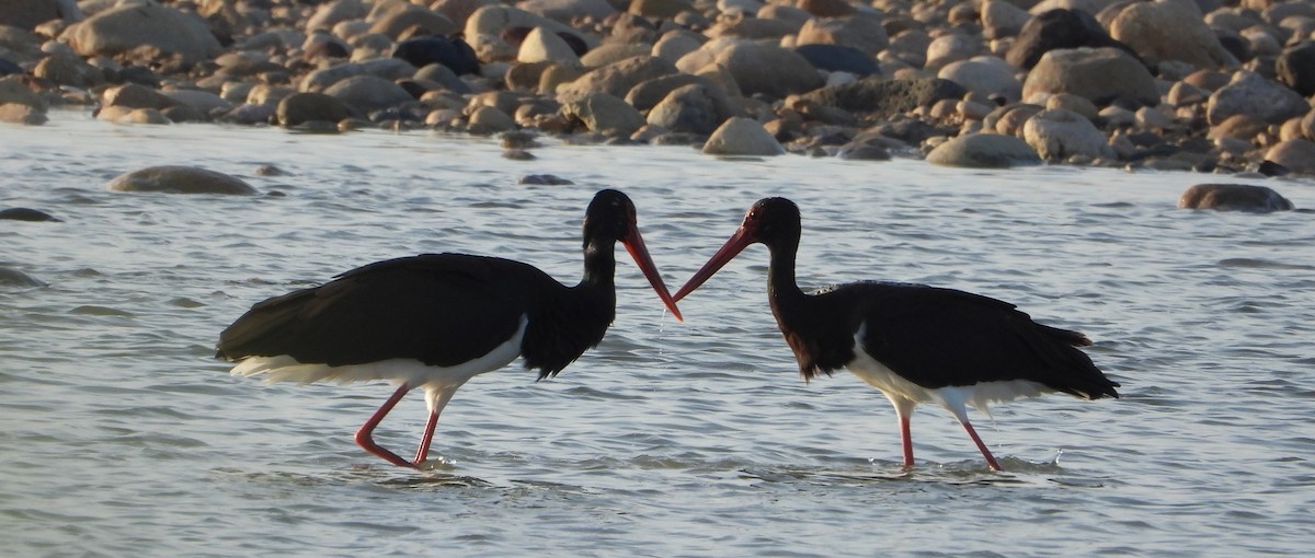 Black Stork - ML611494225