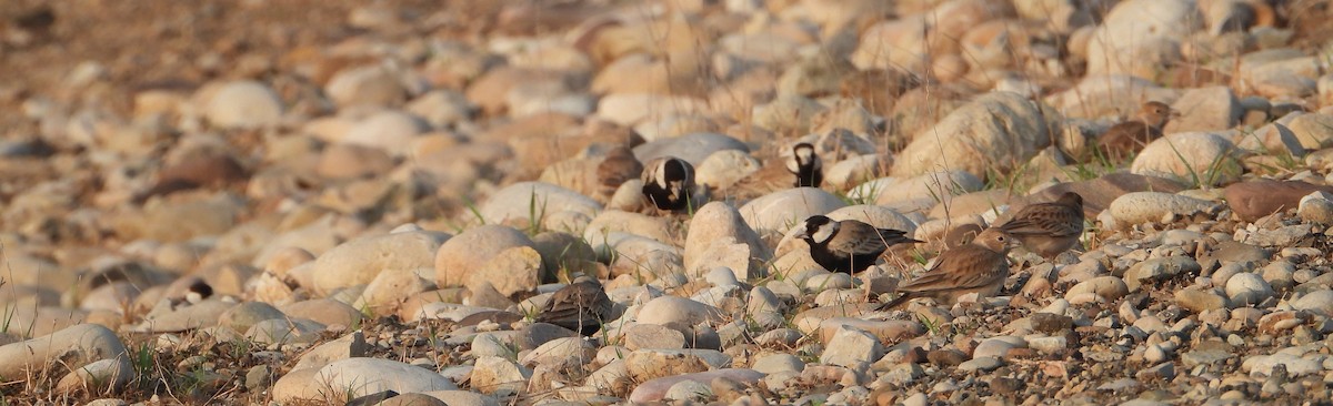 Black-crowned Sparrow-Lark - ML611494262