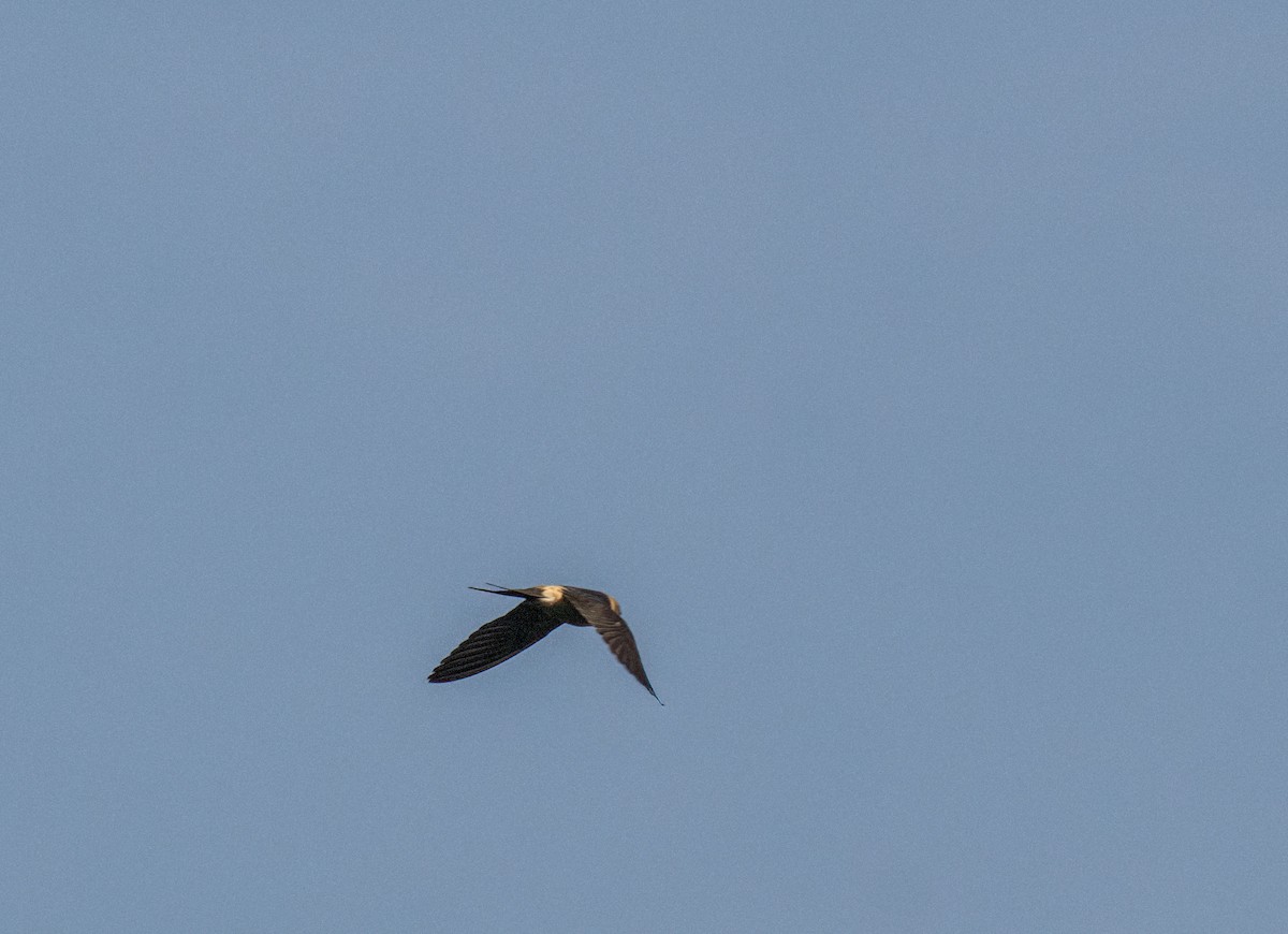 Red-rumped Swallow - ML611494273