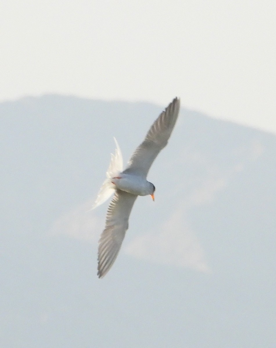 River Tern - ML611494340