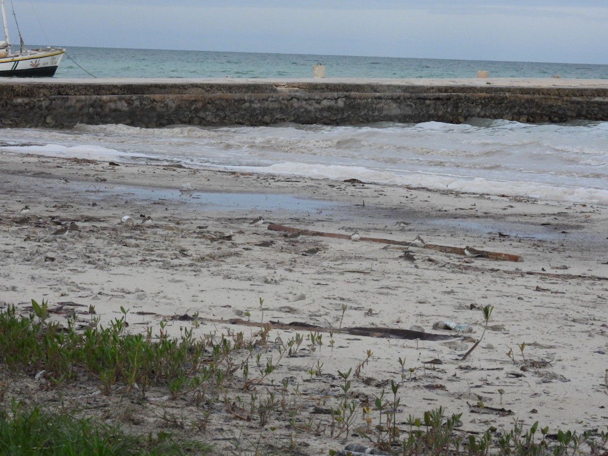 Wilson's Plover - ML611494409