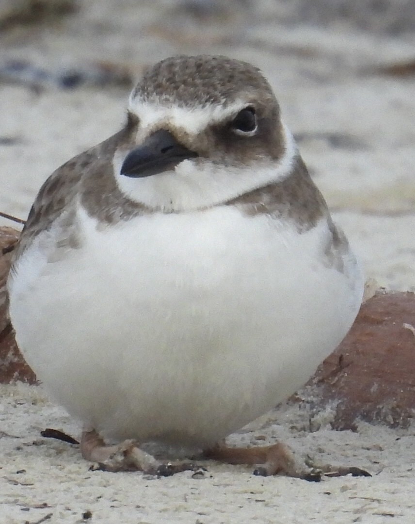 Wilson's Plover - ML611494410