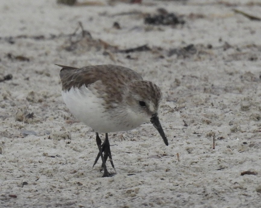 Western Sandpiper - ML611494414