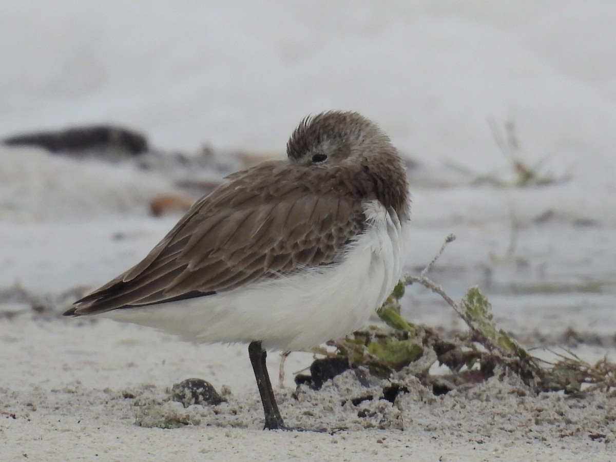 西濱鷸 - ML611494415