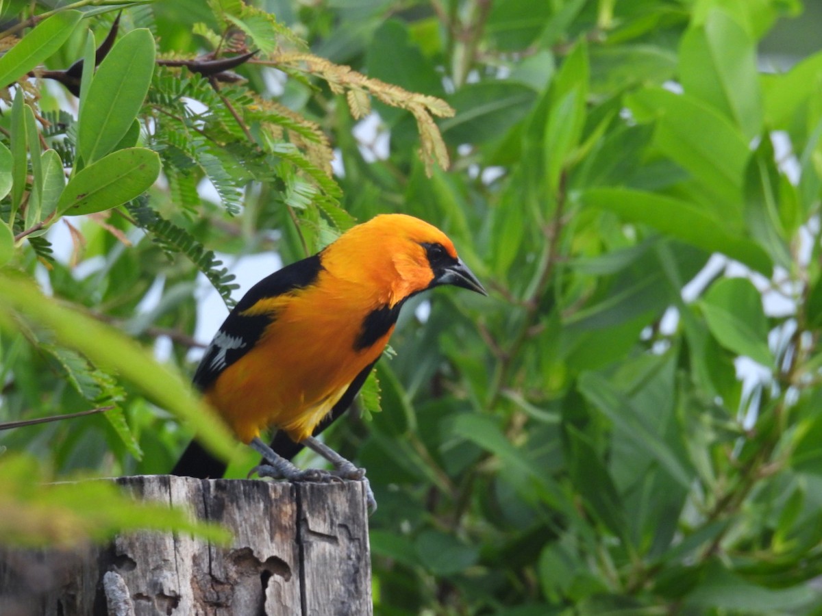 Altamira Oriole - ML611494419