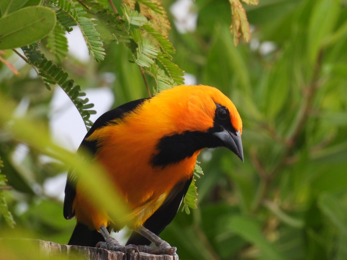 Altamira Oriole - ML611494421