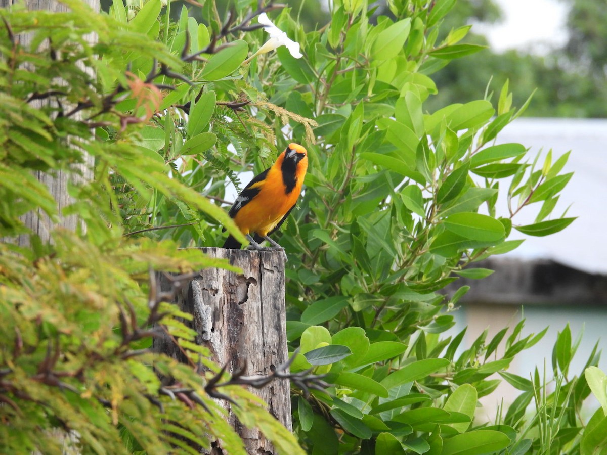 Altamira Oriole - ML611494422