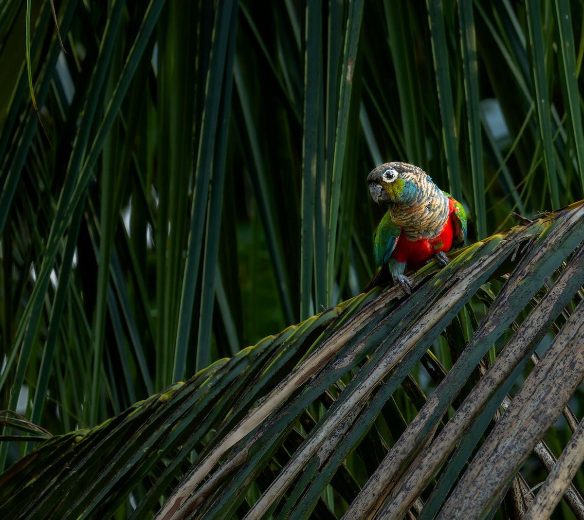 Crimson-bellied Parakeet - ML611494424