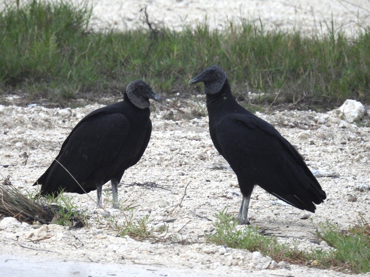 Black Vulture - ML611494427