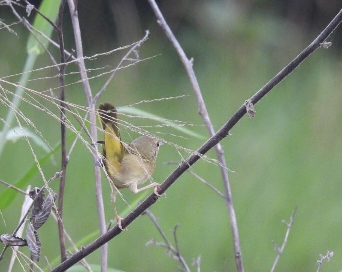 Northern/Mangrove Yellow Warbler - ML611494429
