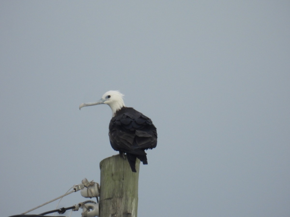 Magnificent Frigatebird - ML611494439