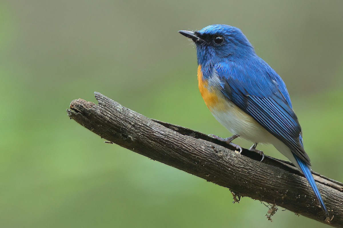 Blaukehl-Blauschnäpper - ML611494450