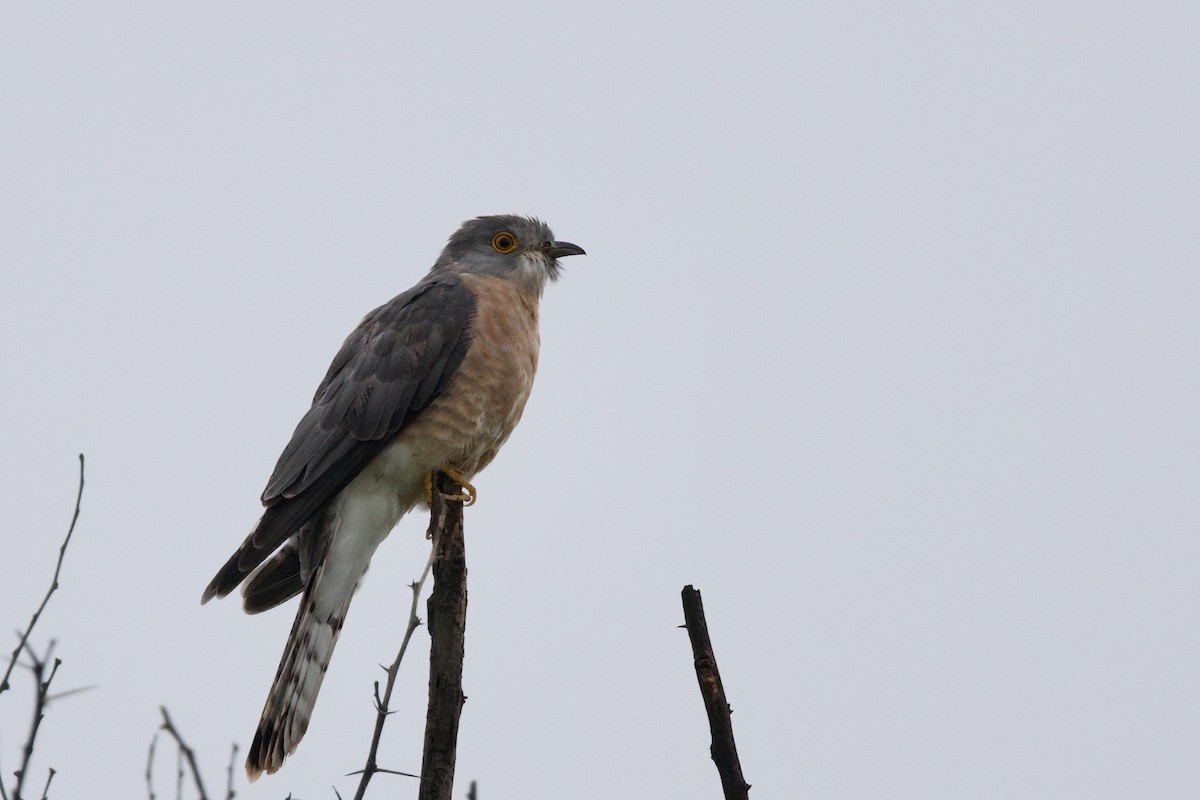 Common Hawk-Cuckoo - Steve Bielamowicz