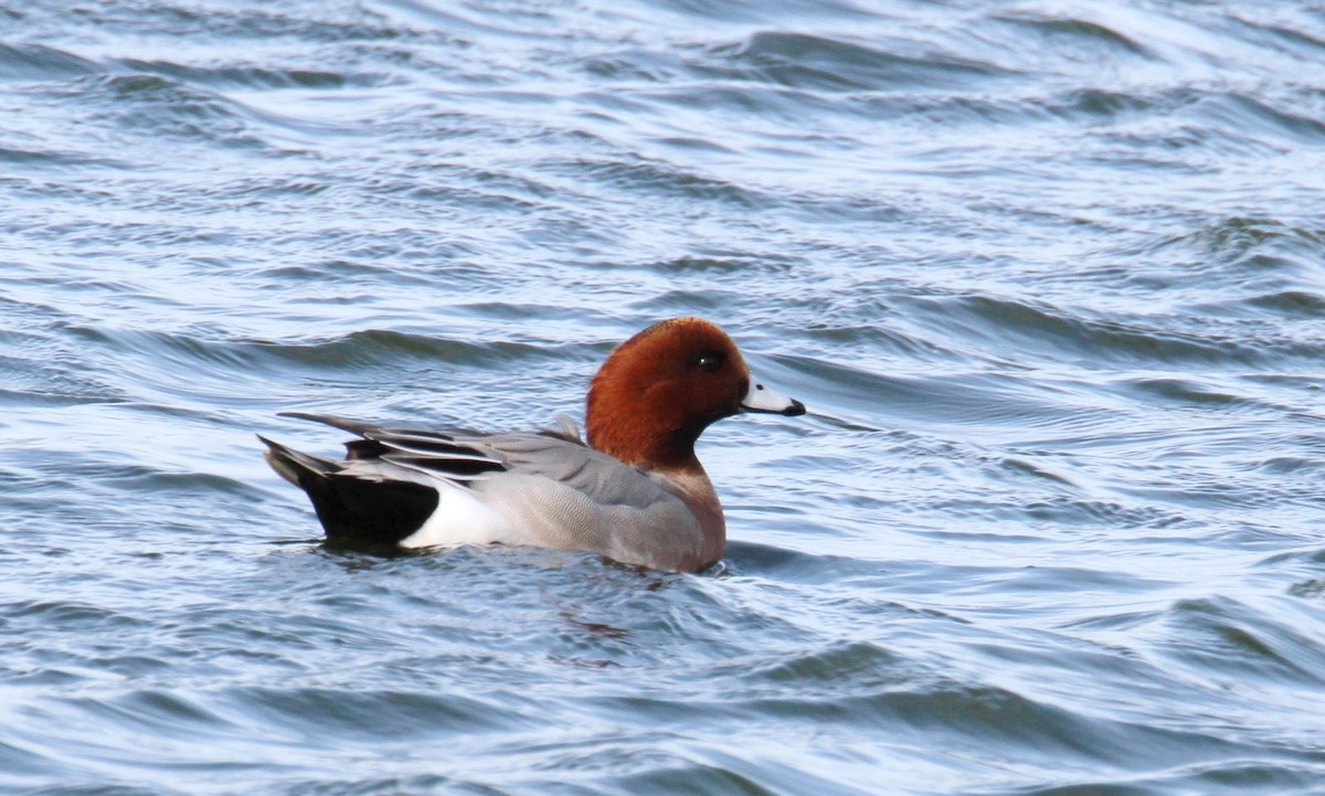 Eurasian Wigeon - ML611494509