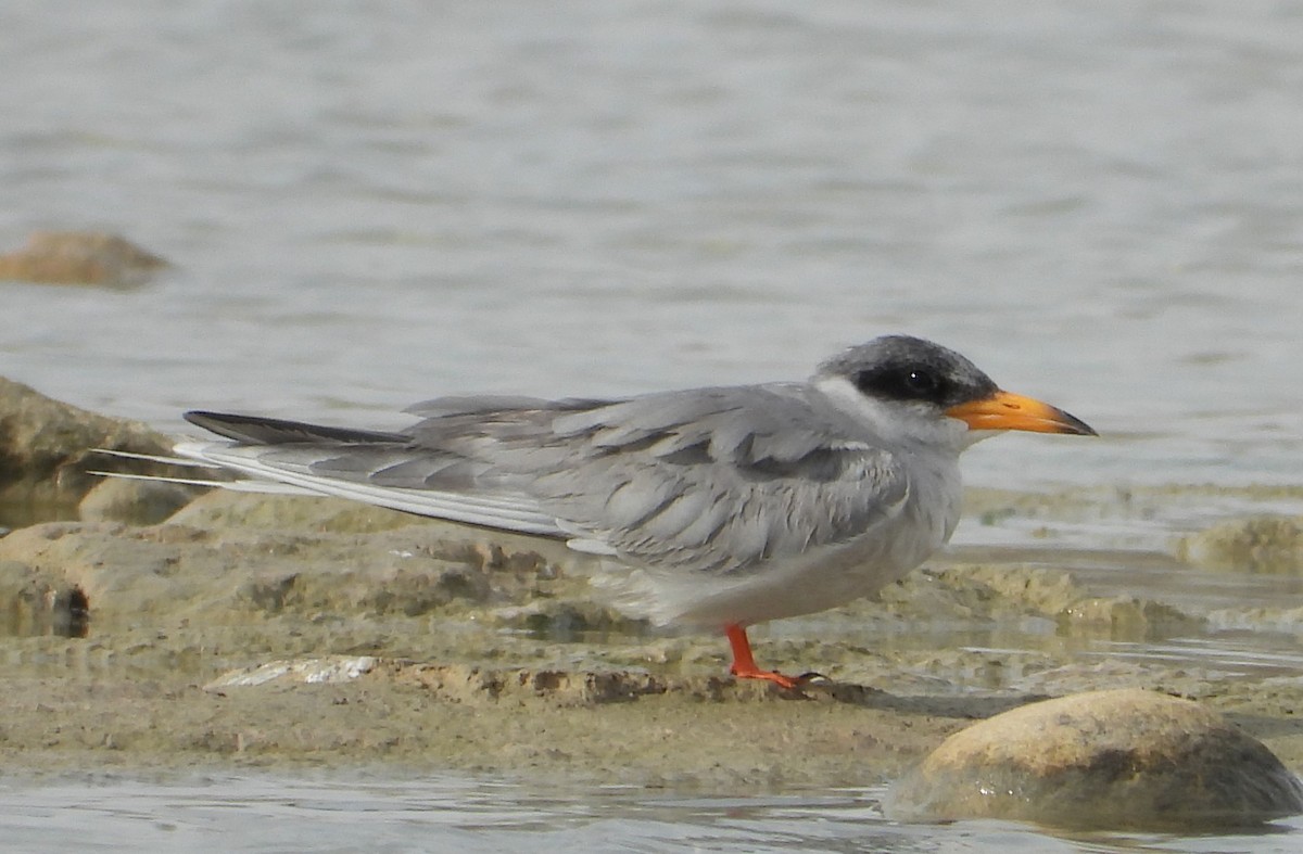 River Tern - ML611494526