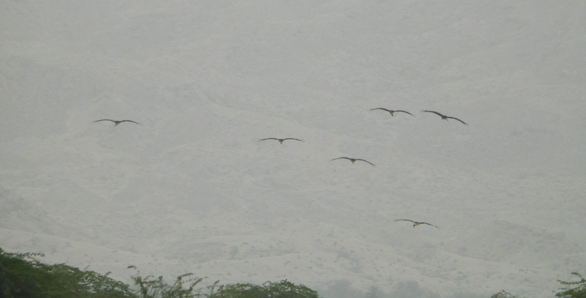 Black Stork - ML611494550