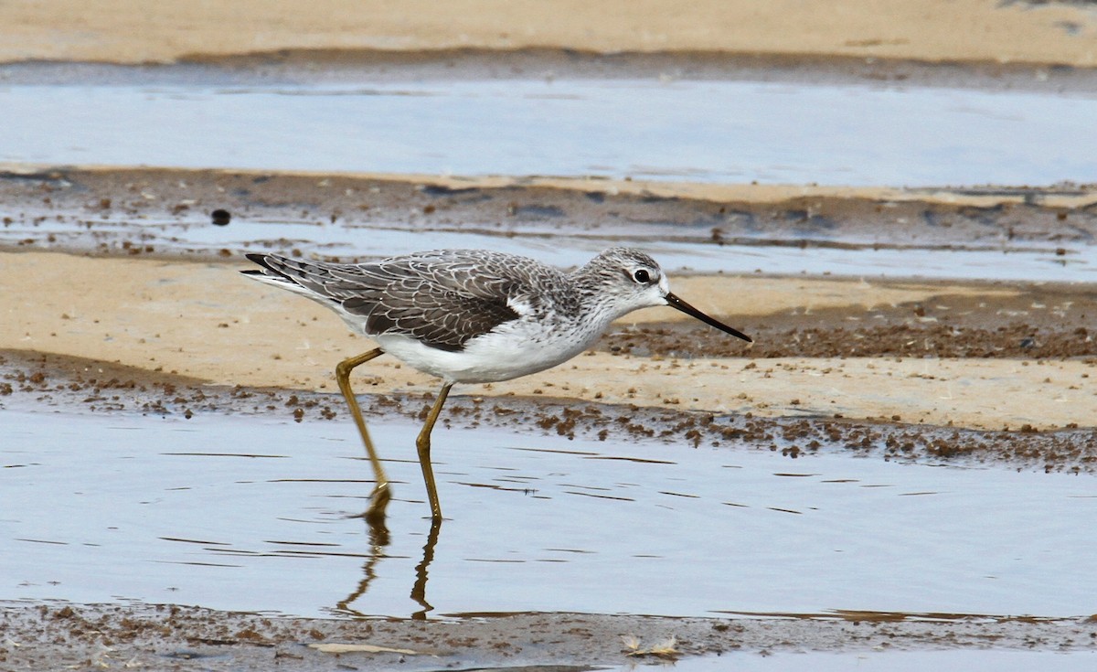 Marsh Sandpiper - ML611494619