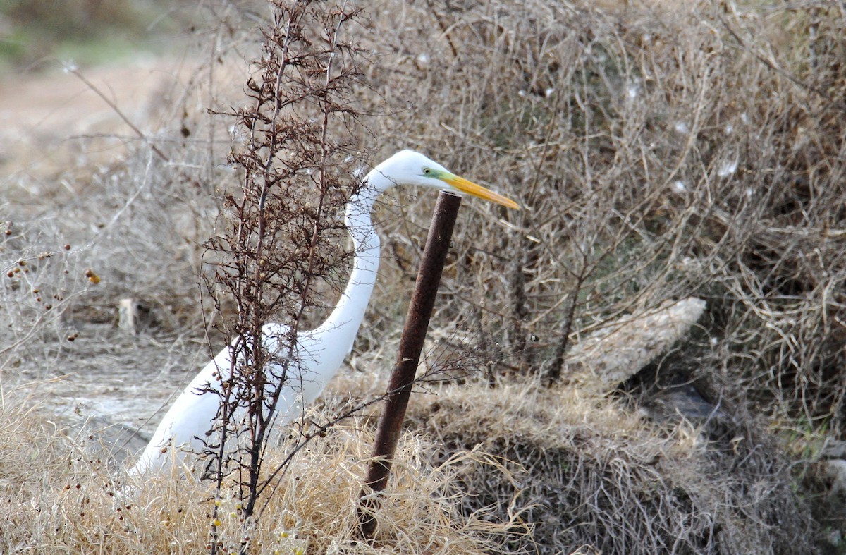 Great Egret - ML611494720