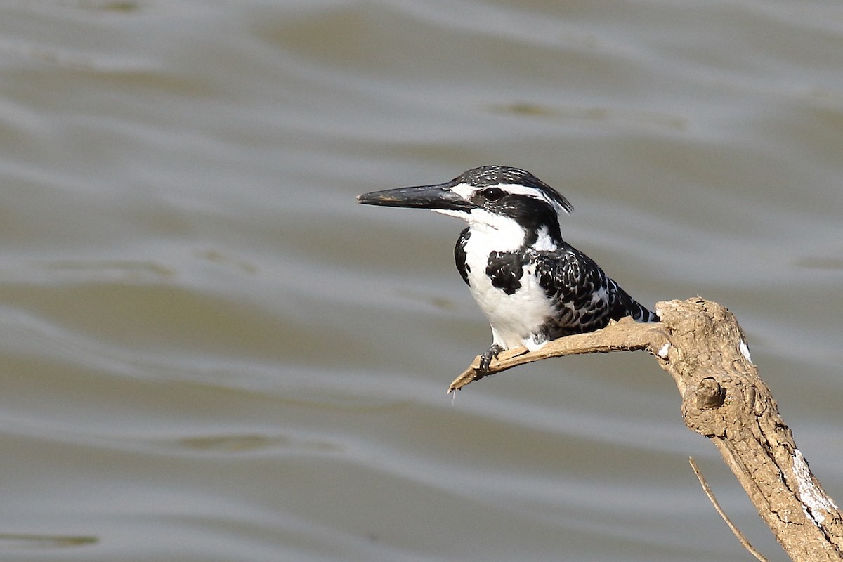 Pied Kingfisher - ML611494944