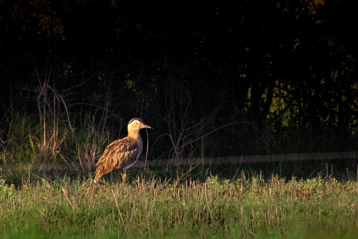 Double-striped Thick-knee - ML611494976