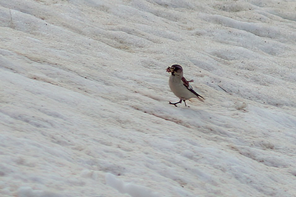 White-winged Snowfinch - ML611495003