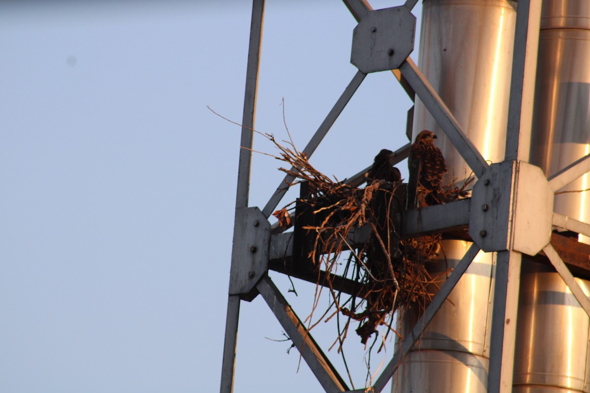 黑鳶 - ML611495023