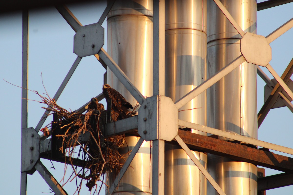 黑鳶 - ML611495040