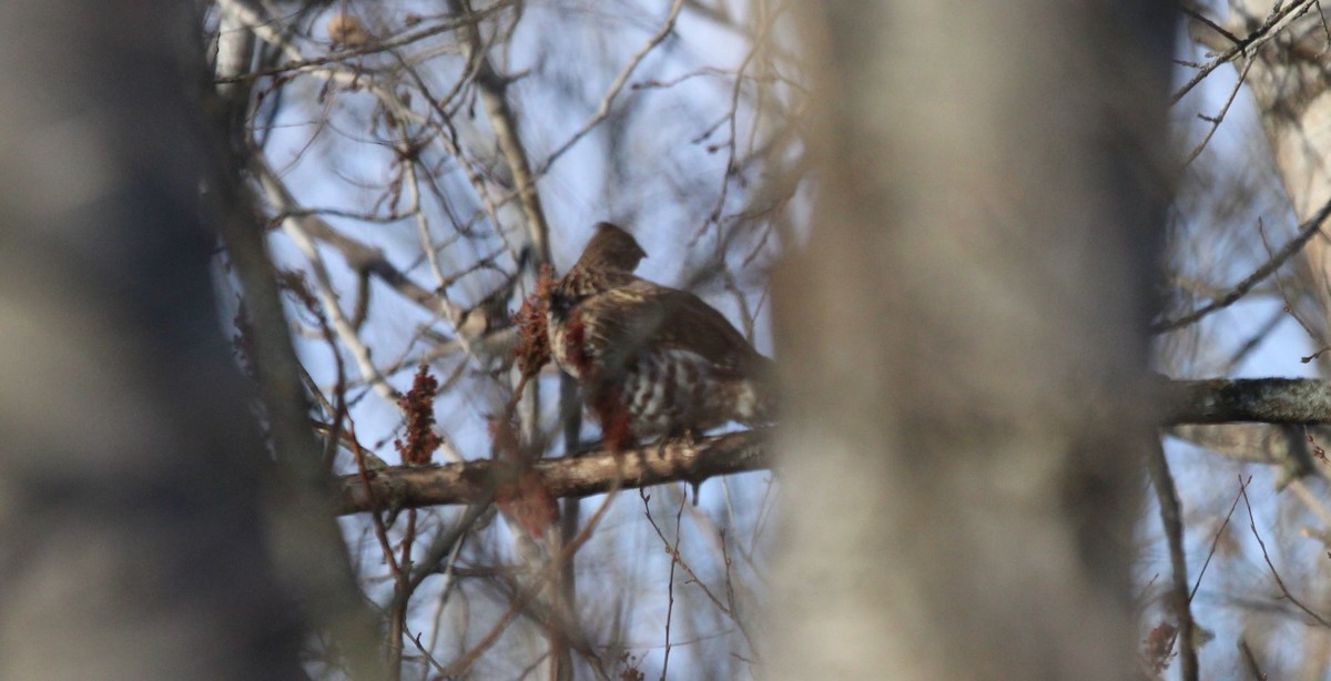 Ruffed Grouse - ML611495190