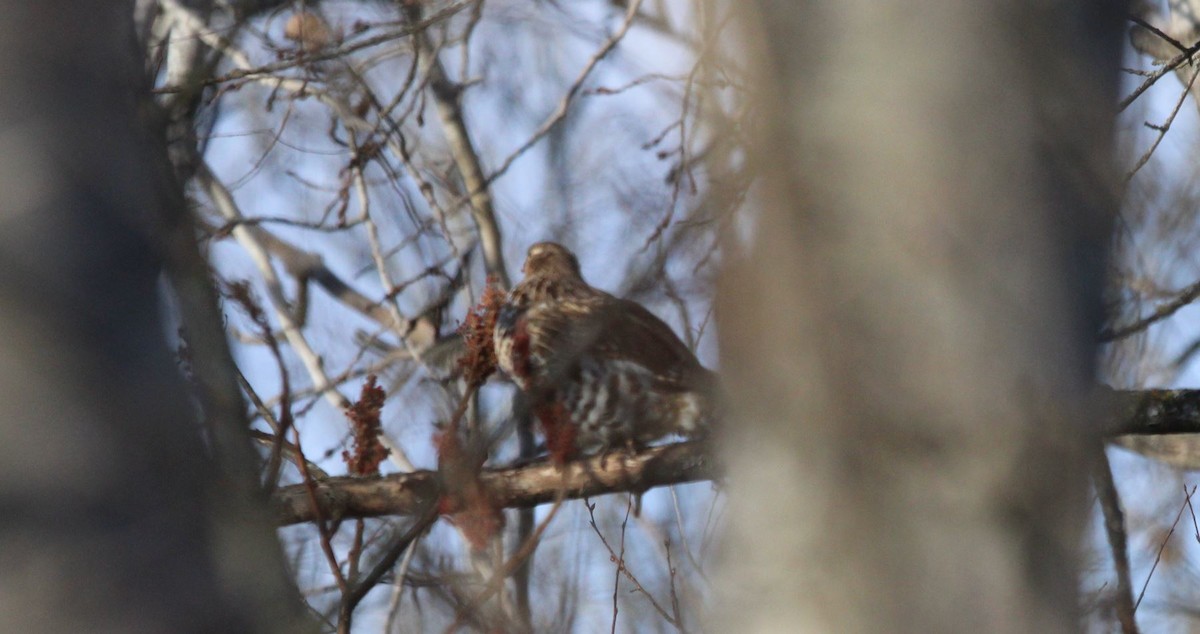 Ruffed Grouse - ML611495191