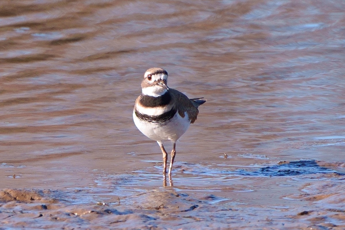 Killdeer - ML611495349