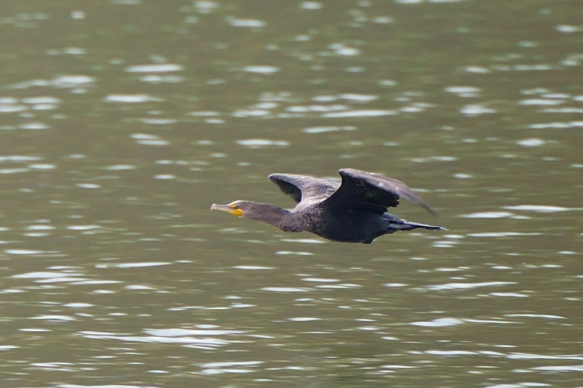 Cormoran à aigrettes - ML611495361