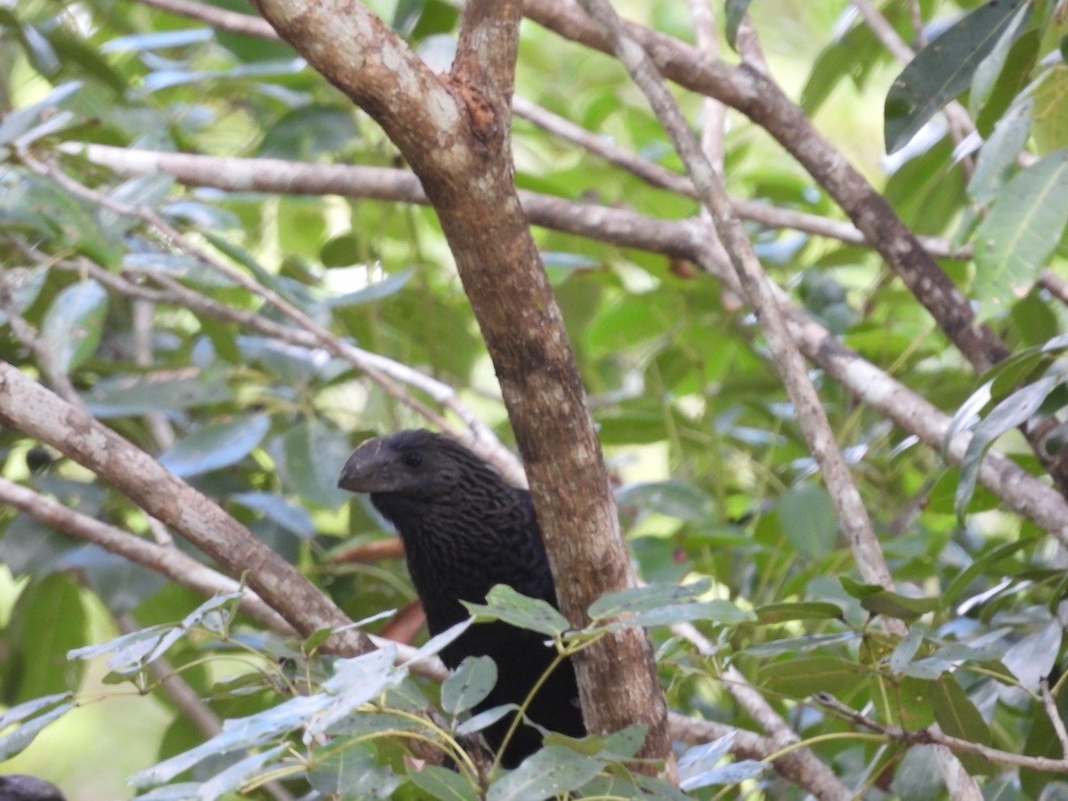 Smooth-billed Ani - susan a