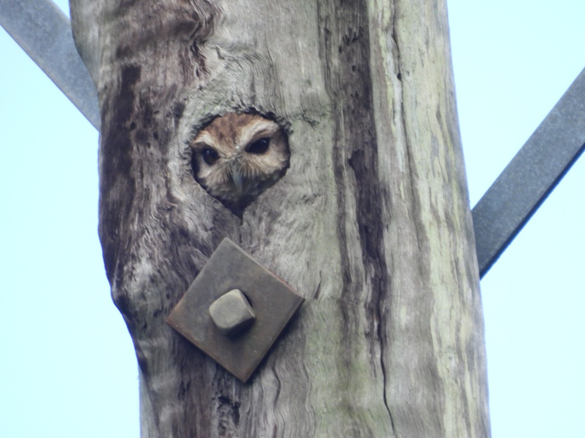 Bare-legged Owl - susan a