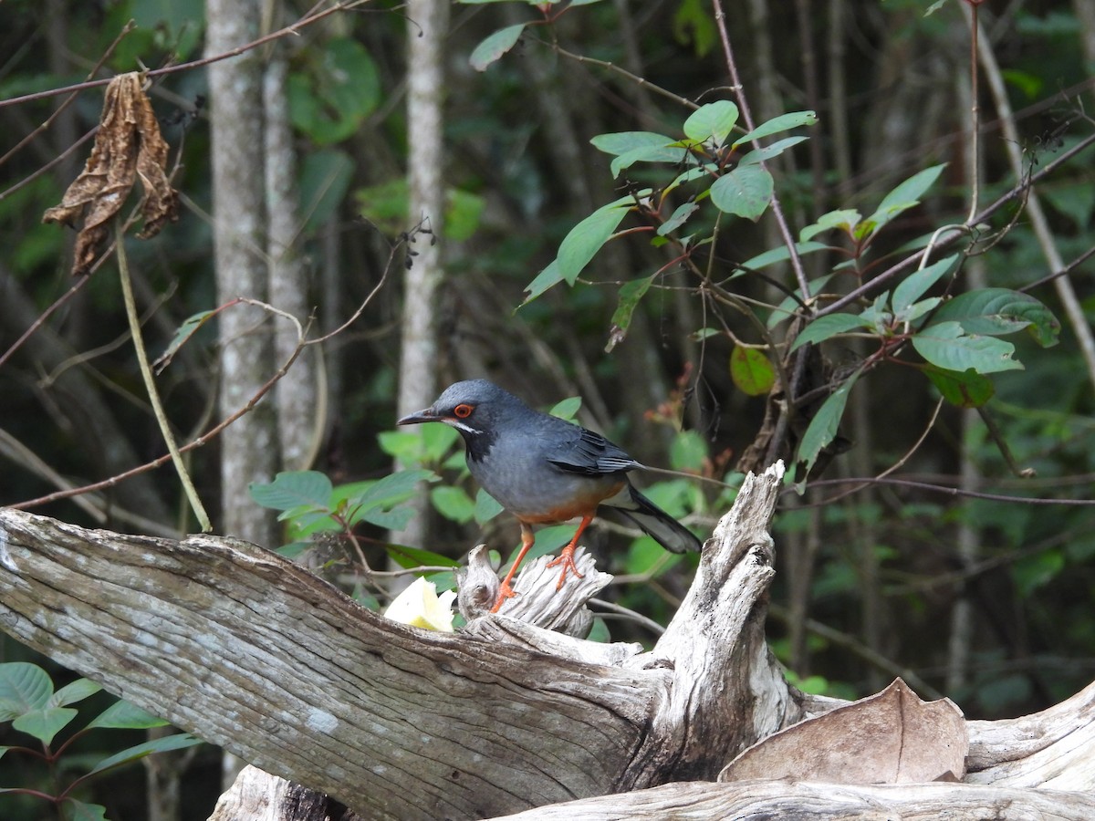 Red-legged Thrush - susan a