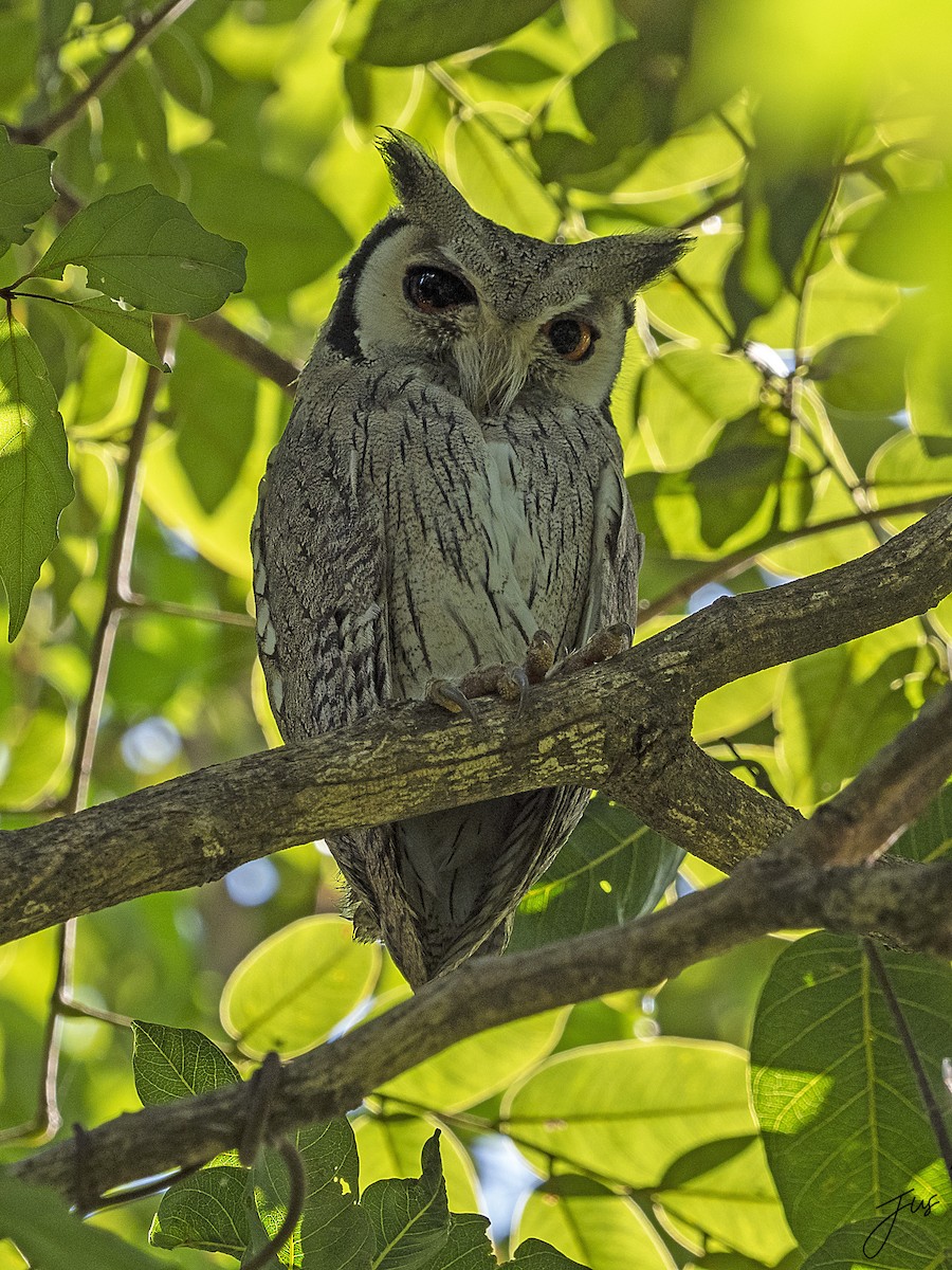 Northern White-faced Owl - ML611495462