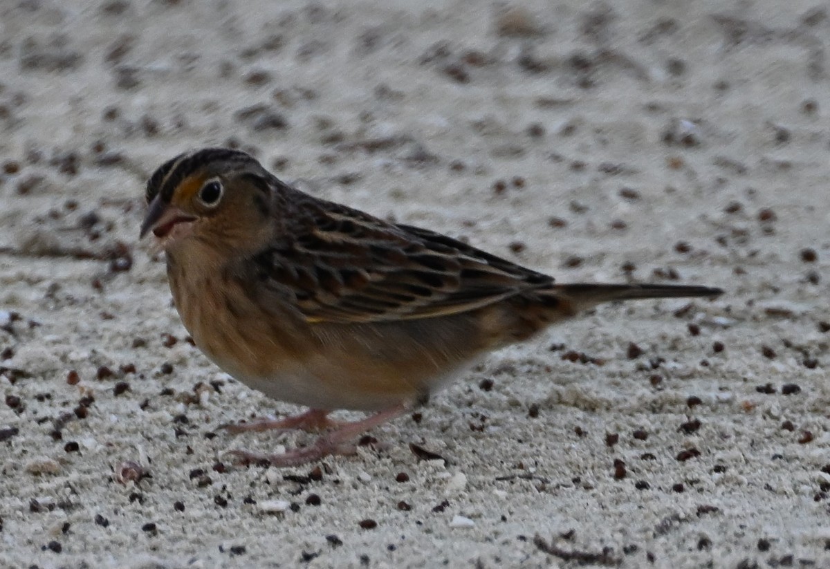 Grasshopper Sparrow - Andy Rathbone