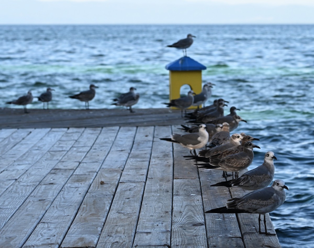 Laughing Gull - ML611495624