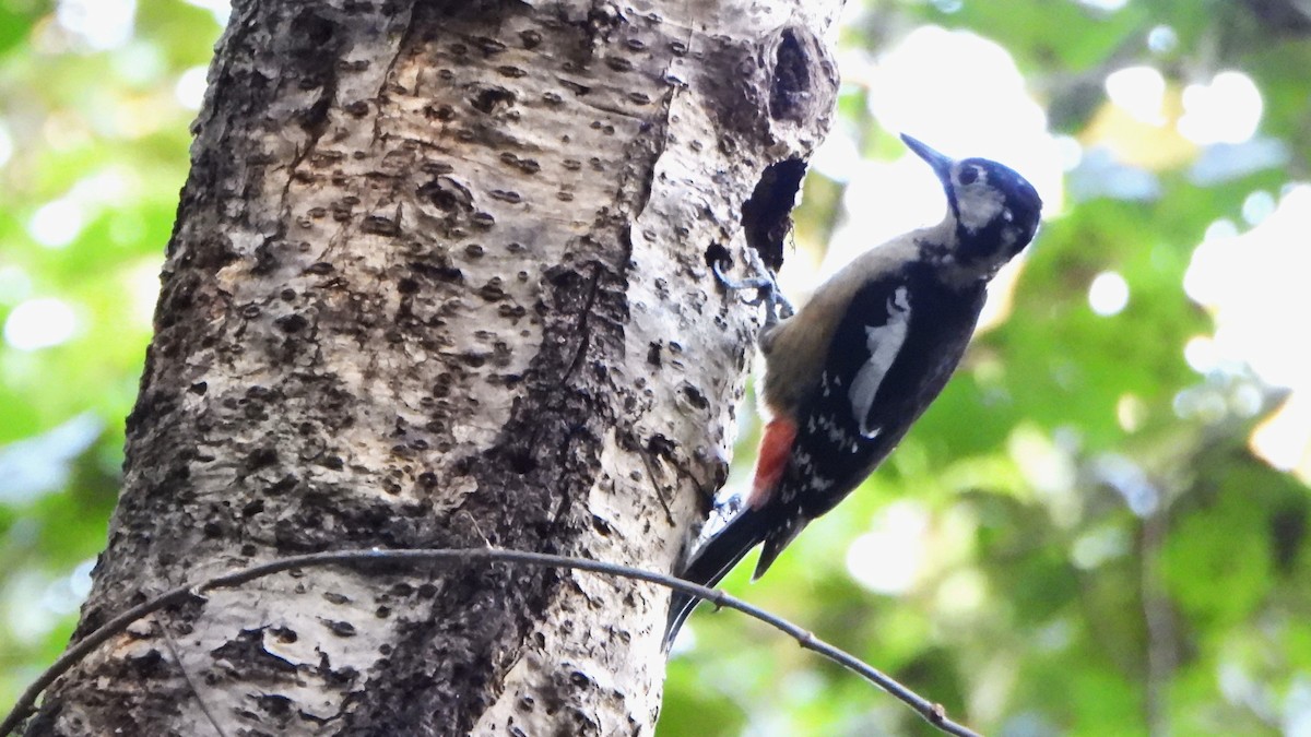 Himalayan Woodpecker - ML611495649