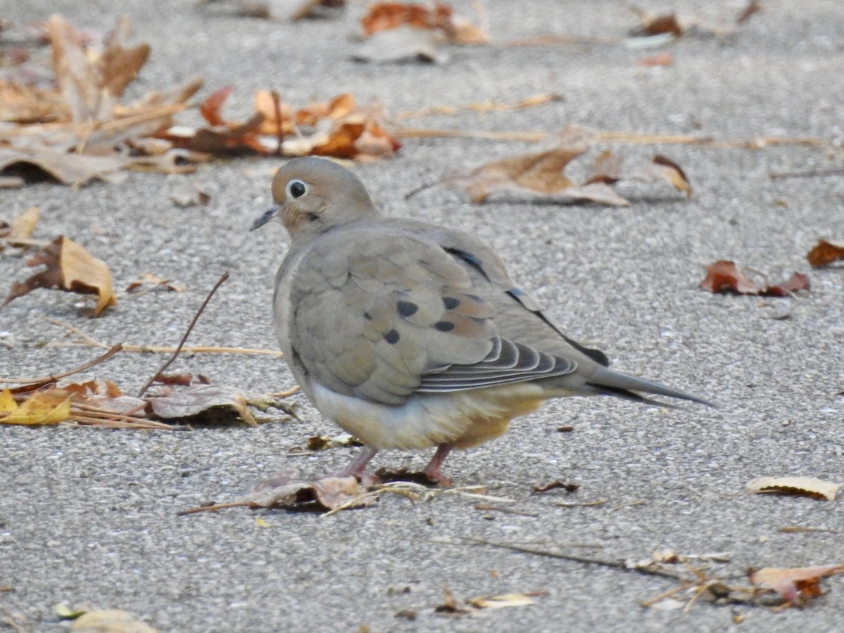 Mourning Dove - Alan Pollard