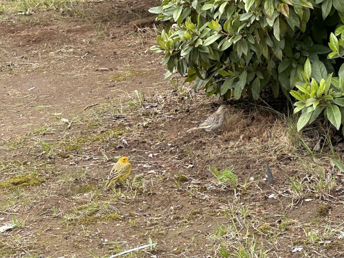 Saffron Finch - Gabriela Contreras Buvinić