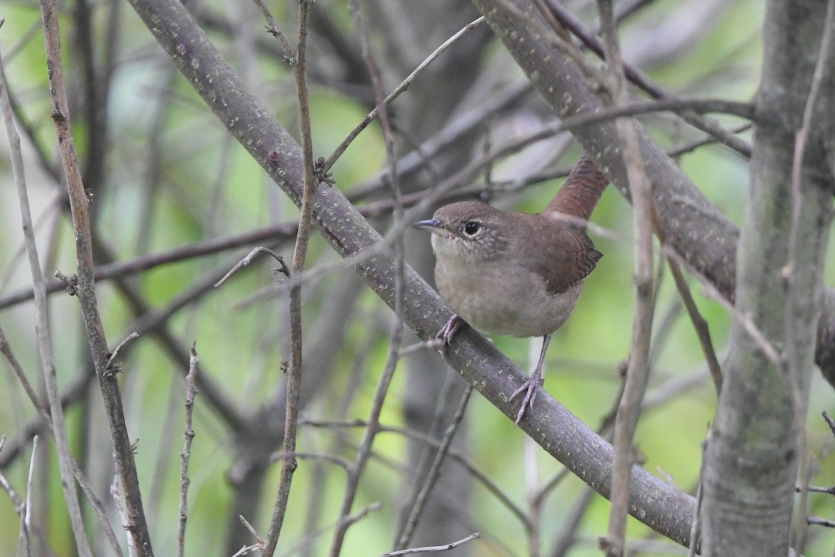 House Wren - Dan O'Brien