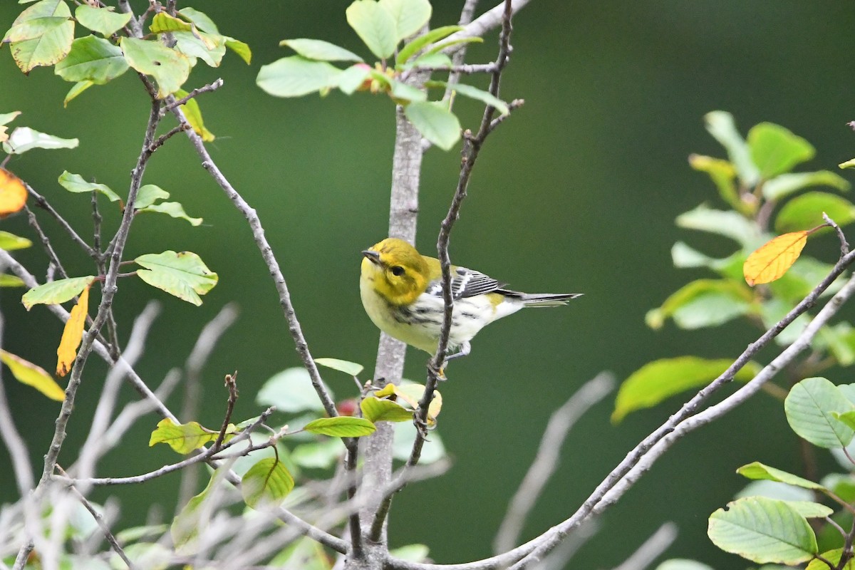 Black-throated Green Warbler - Dan O'Brien