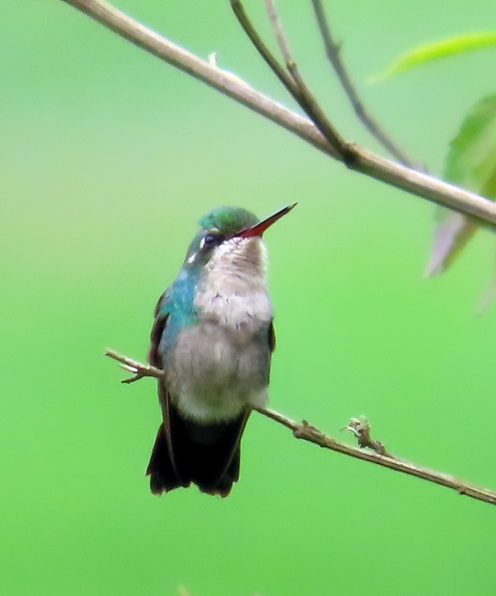 kolibřík lesklobřichý - ML611495790