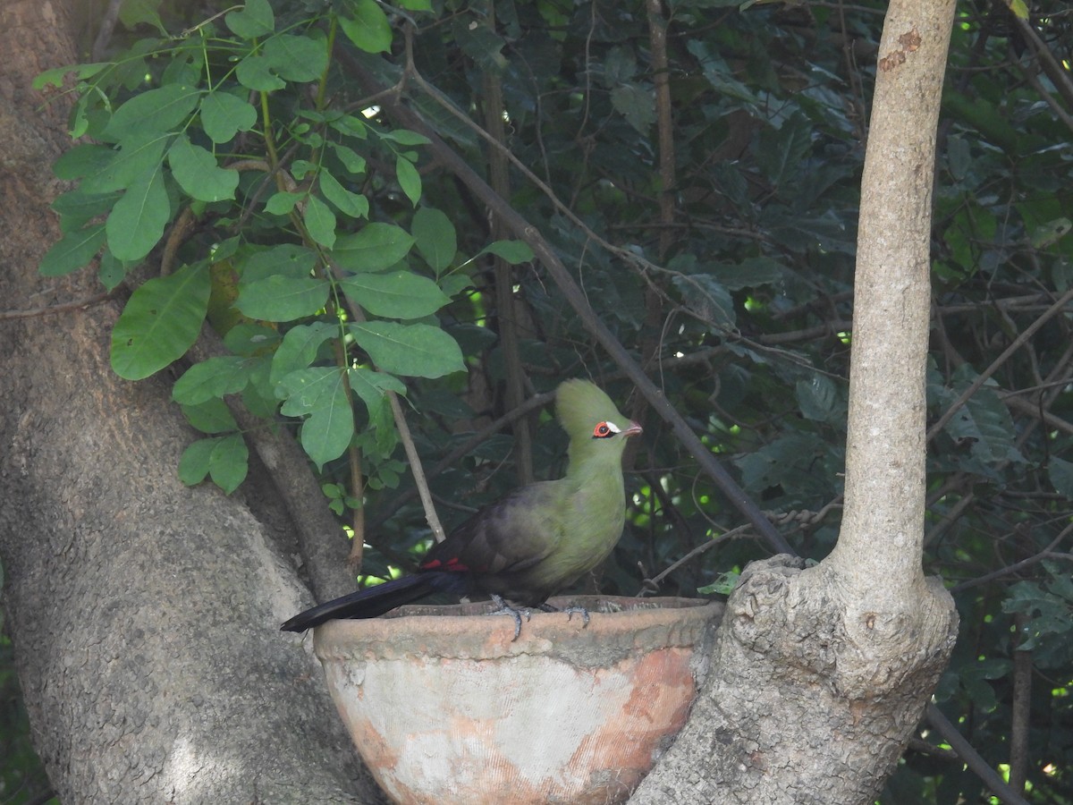 Guinea Turaco - ML611495852