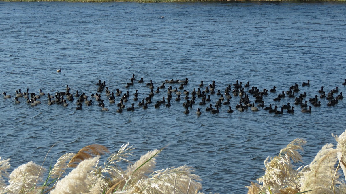 Eurasian Coot - ML611495896