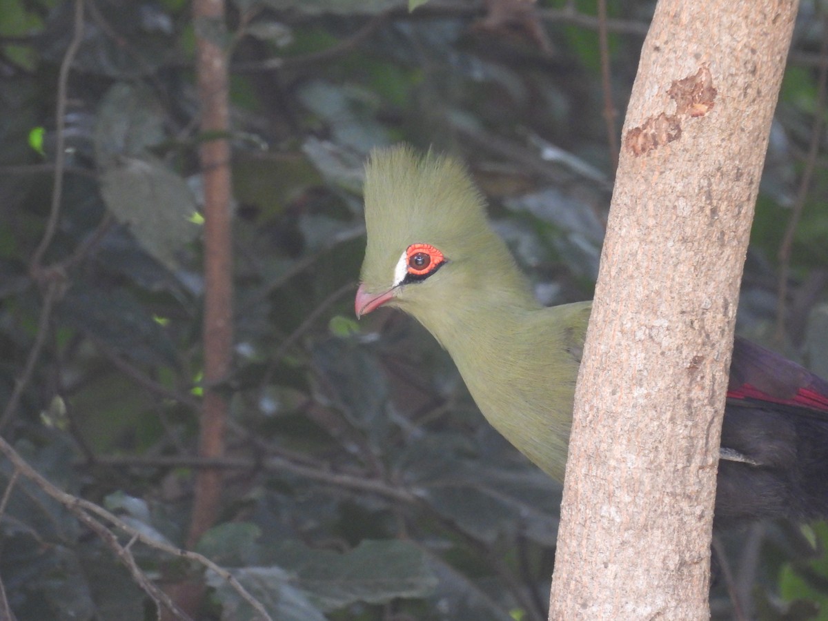 Guinea Turaco - ML611495934