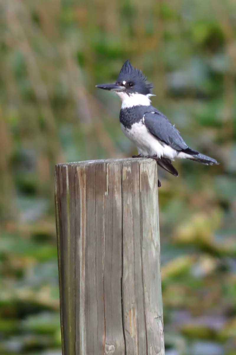 Belted Kingfisher - Margaret Viens